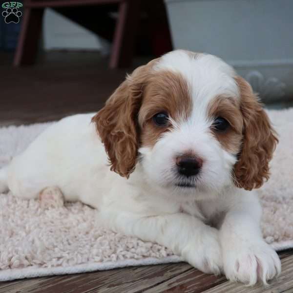 Daisy, Cockapoo Puppy